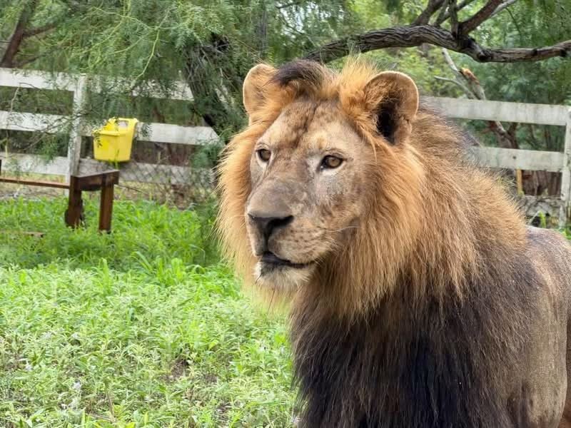 La alerta se activó en el ejido La Bartolina: un león africano había sido localizado dentro de un predio
