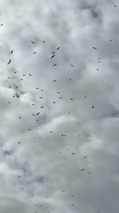 Tamaulipas Ruta y refugio para las aves migratorias hacia América del Sur