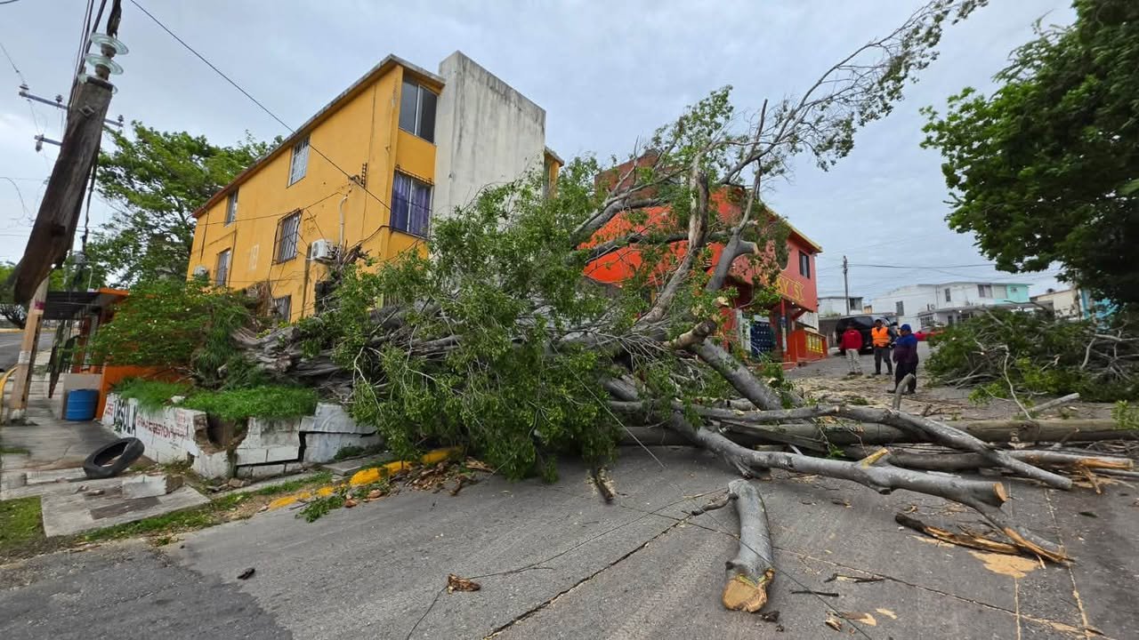 Tumba frente frío 2 una docena de árboles, postes y cableado de CFE y Telmex en Tampico