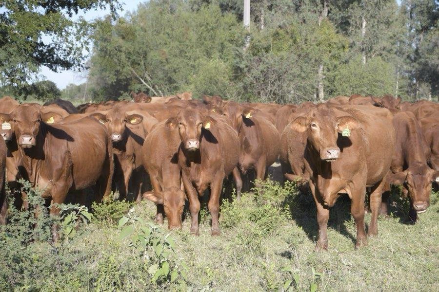 La rabia paralítica bovina amenaza a Tamaulipas